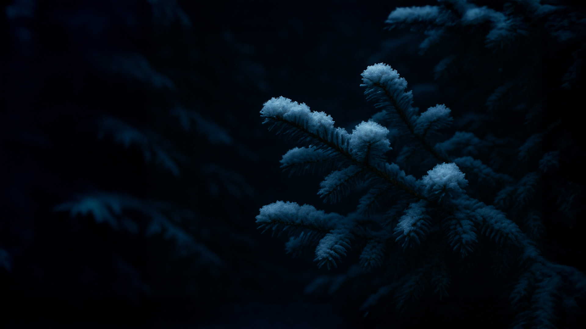 Des branches de sapin recouvertes de neige